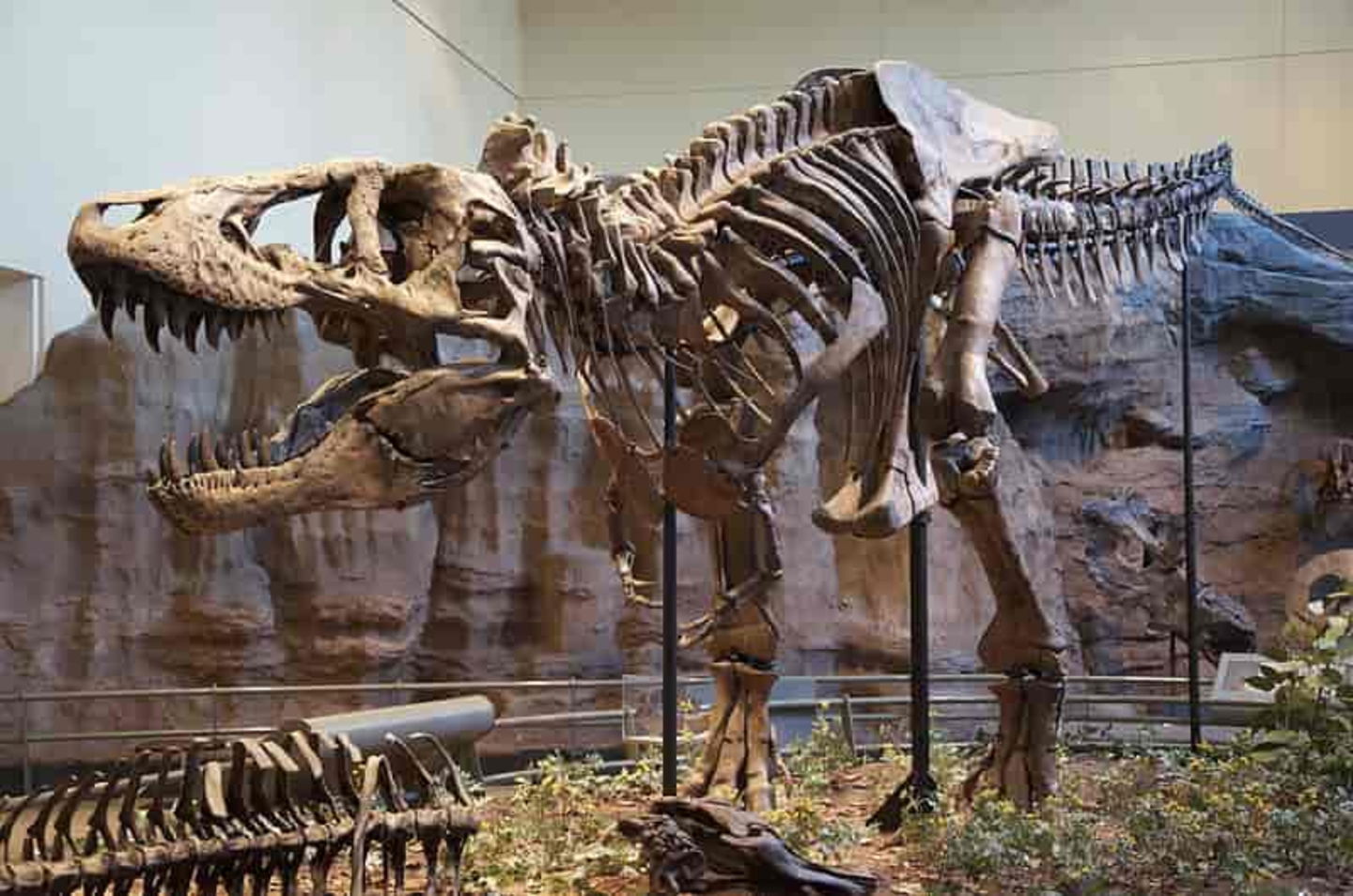 Por qué los brazos del T-Rex eran tan cortos y para qué los usaba
