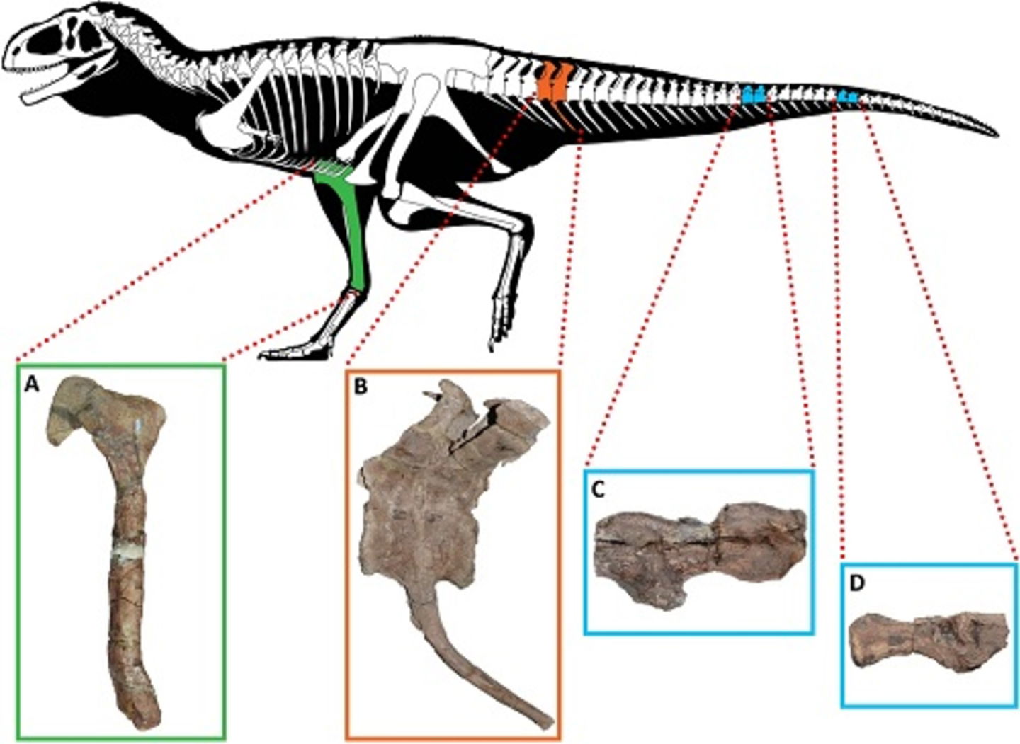 Los poderosos dinosaurios carnívoros tenían un enemigo común, no era otro dino sino artritis en los huesos