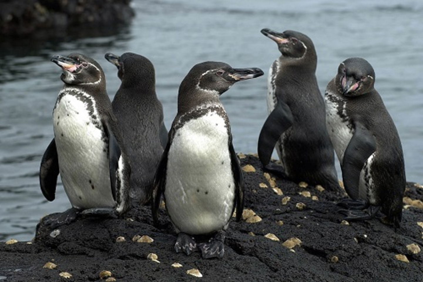 Uno de los paraísos naturales más bellos de la Tierra en Peligro y todo por culpa de los microplásticos