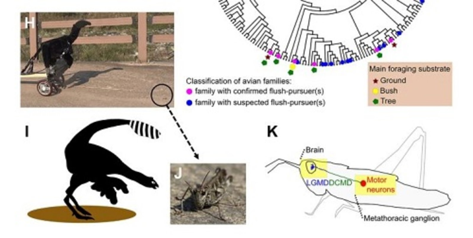 Fabrican un robot dinosaurio para intentar descubrir por qué estos animales desarrollaron plumas
