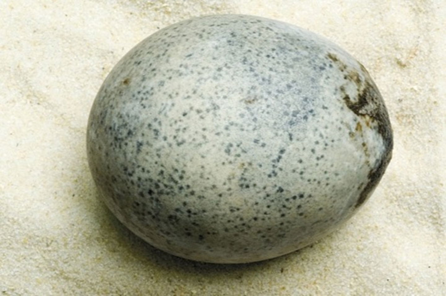 Encuentran un huevo de gallina de la época de los romanos y su contenido está intacto
