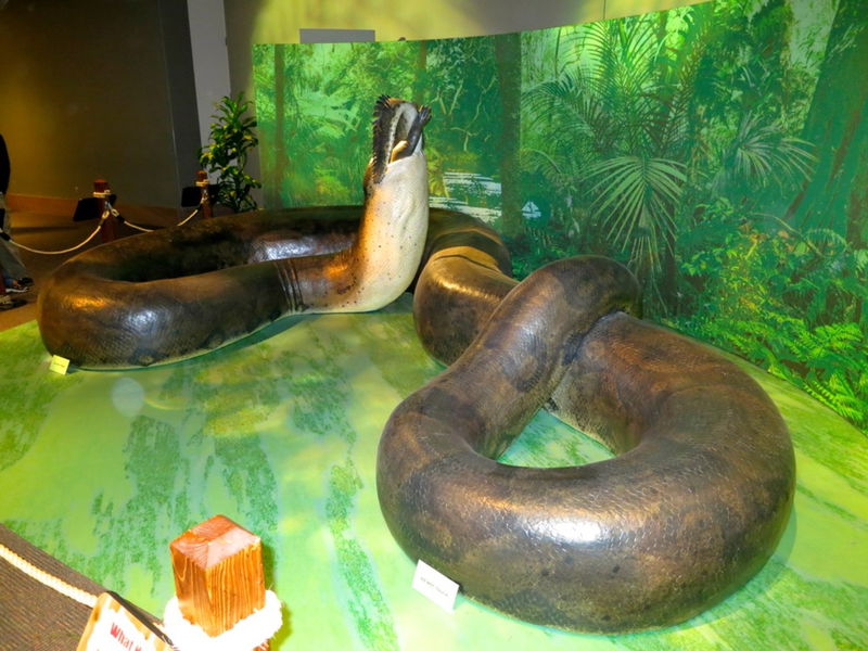 Titanoboa cuándo se extinguió, tamaño, peso y dónde vivía