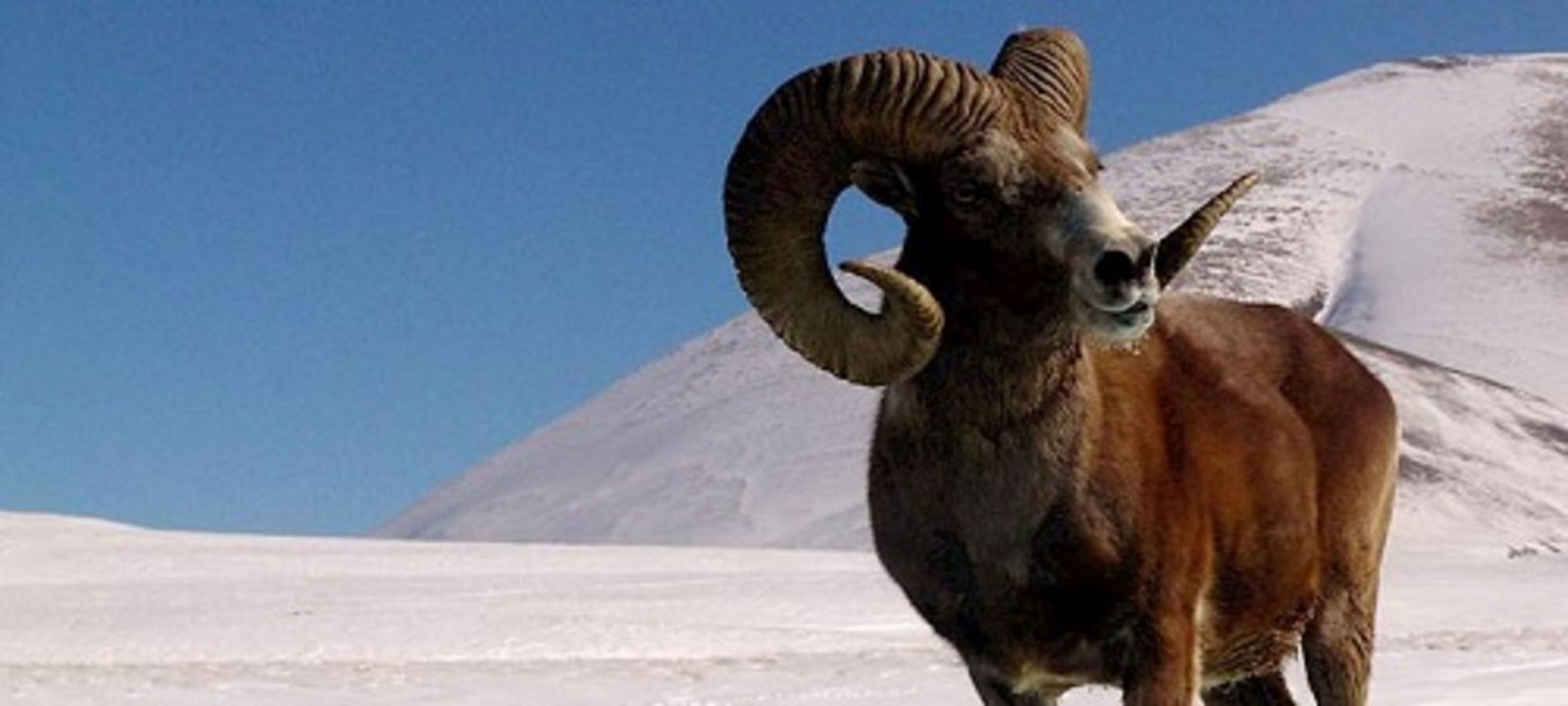 Detenido ranchero por hacer contrabando de ADN: su misión era crear una super oveja