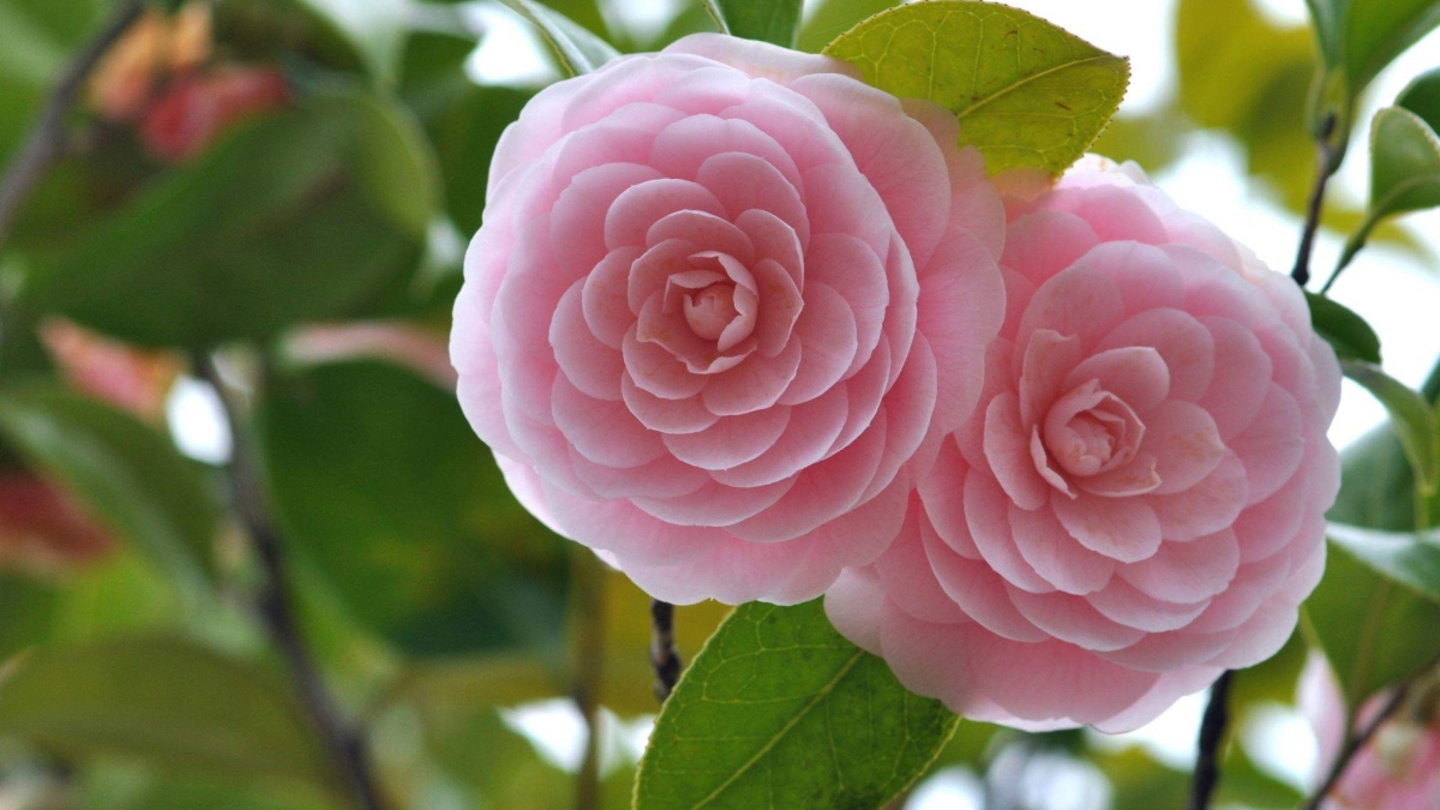 Flores silvestres