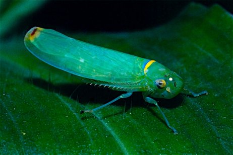 La tecnología sigilosa está en camino y los expertos se basan en los insectos que vuelan por nuestras casas