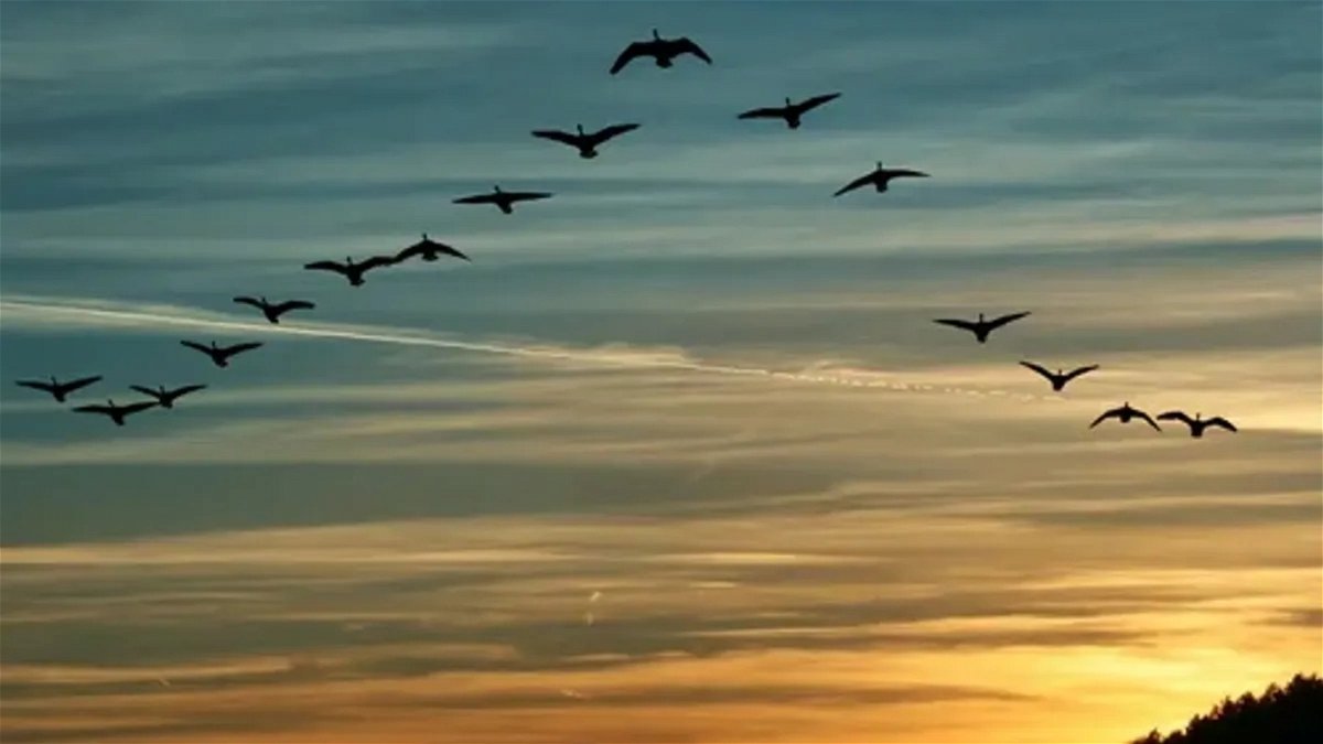 La ciencia tiene la respuesta a por qué las aves vuelan en forma de V Vuelo-en-v