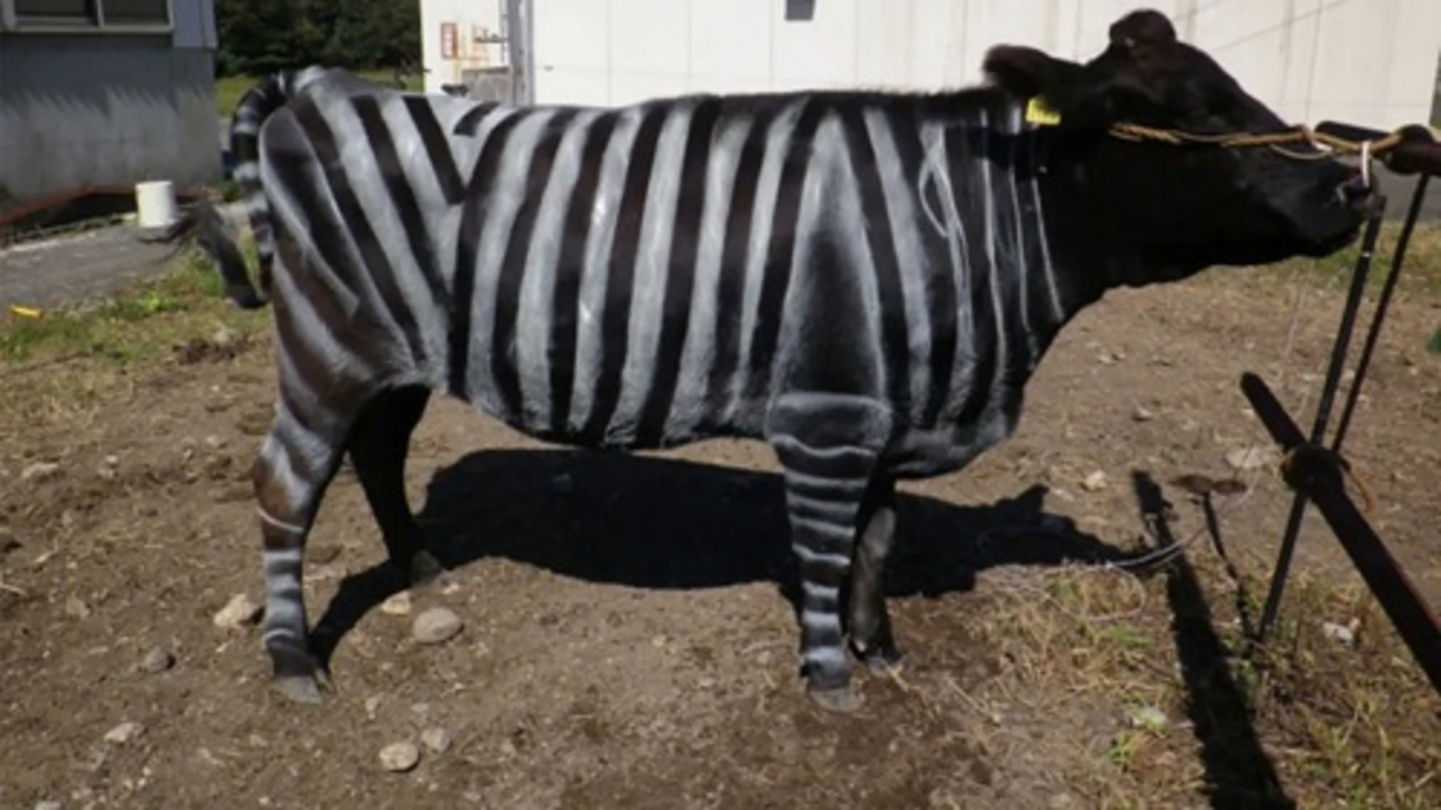 Pintadas como si fueran cebras: los ganaderos pintan de blanco sus vacas por esta ingeniosa razón