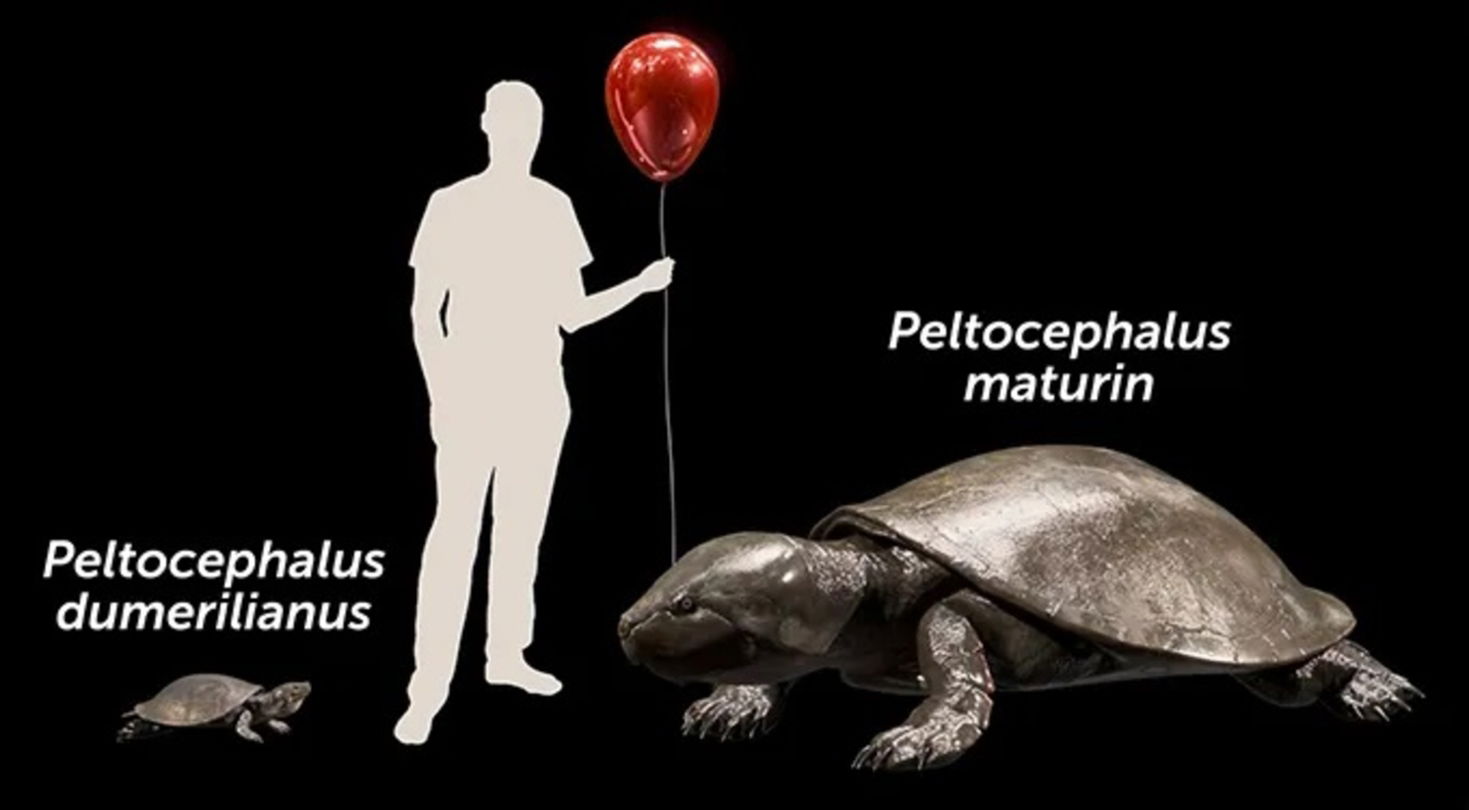 Esta tortuga del tamaño de un sofá pudo haber convivido con los seres humanos en Brasil hasta hace poco