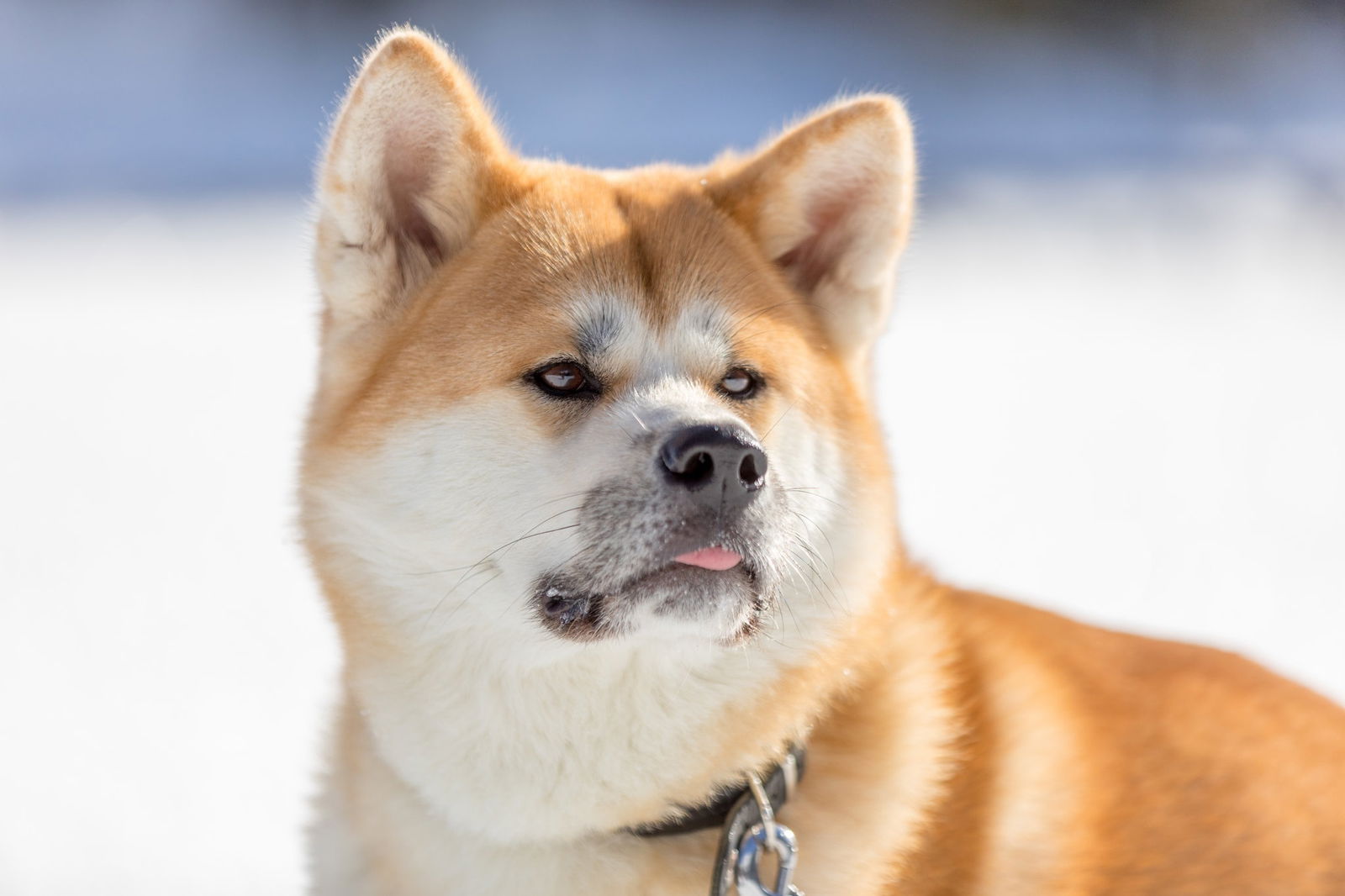 Akita Inu