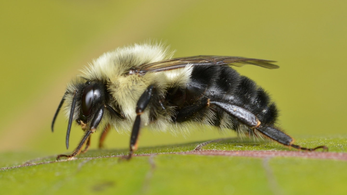 Bombus impatiens