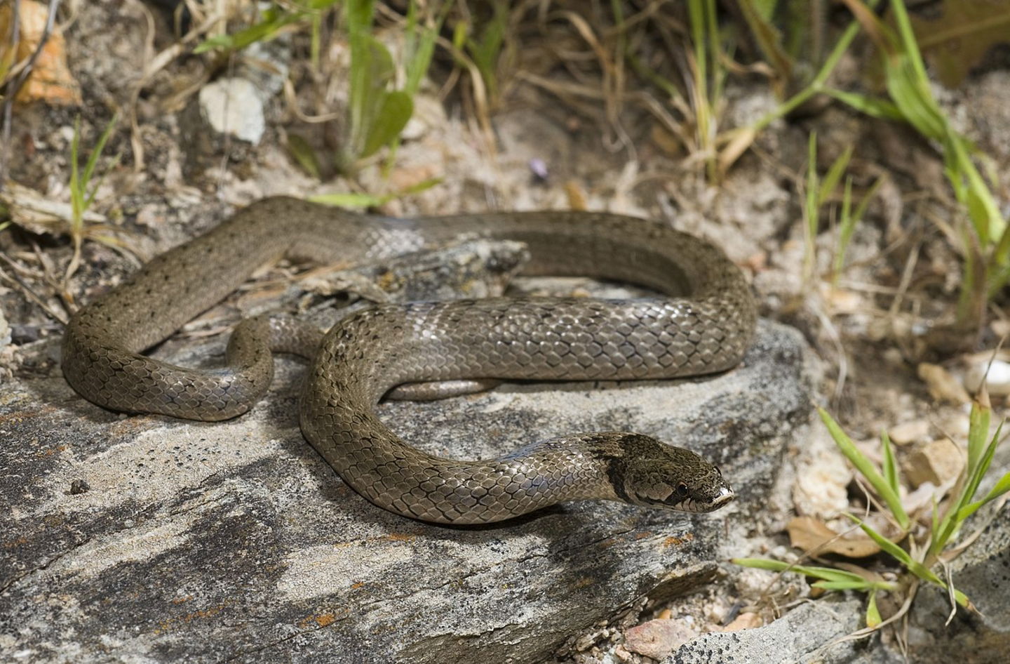 Culebra de cogulla