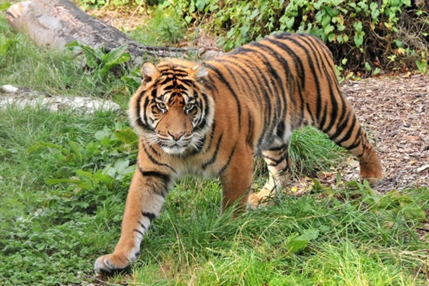 Esta icónica especie de Tigre parecía extinto, pero podría no ser así gracias a este análisis de ADN