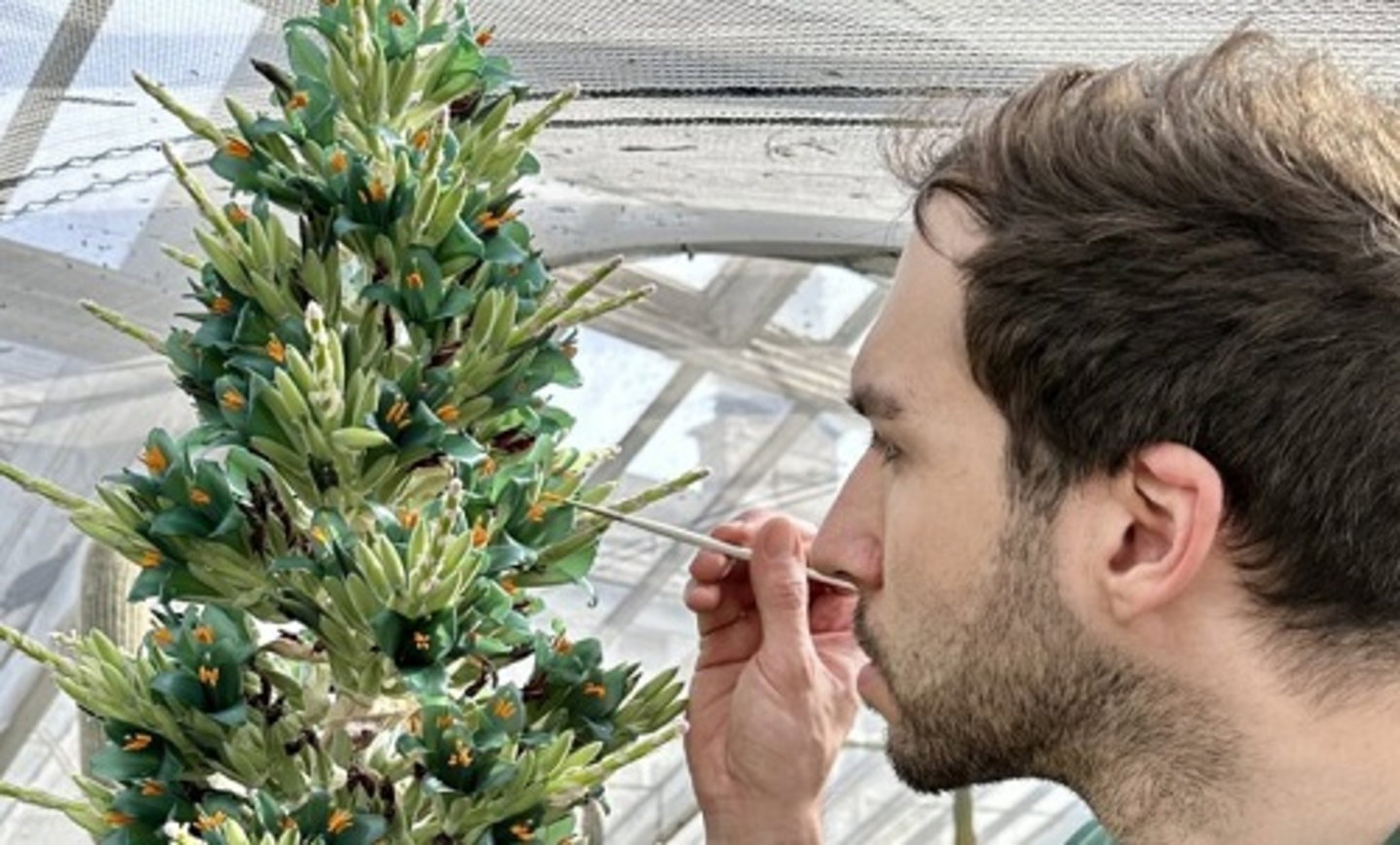 La floración de esta planta es todo un espectáculo visual, pero tiene un problema