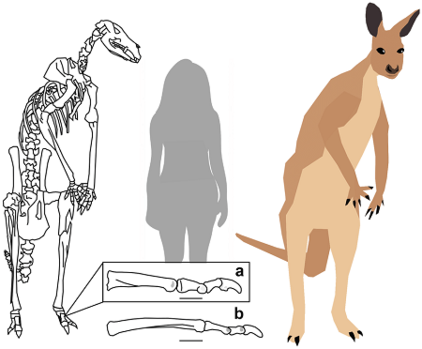 Los primeros pobladores de Australia fueron canguros monstruosos de 160 kilos
