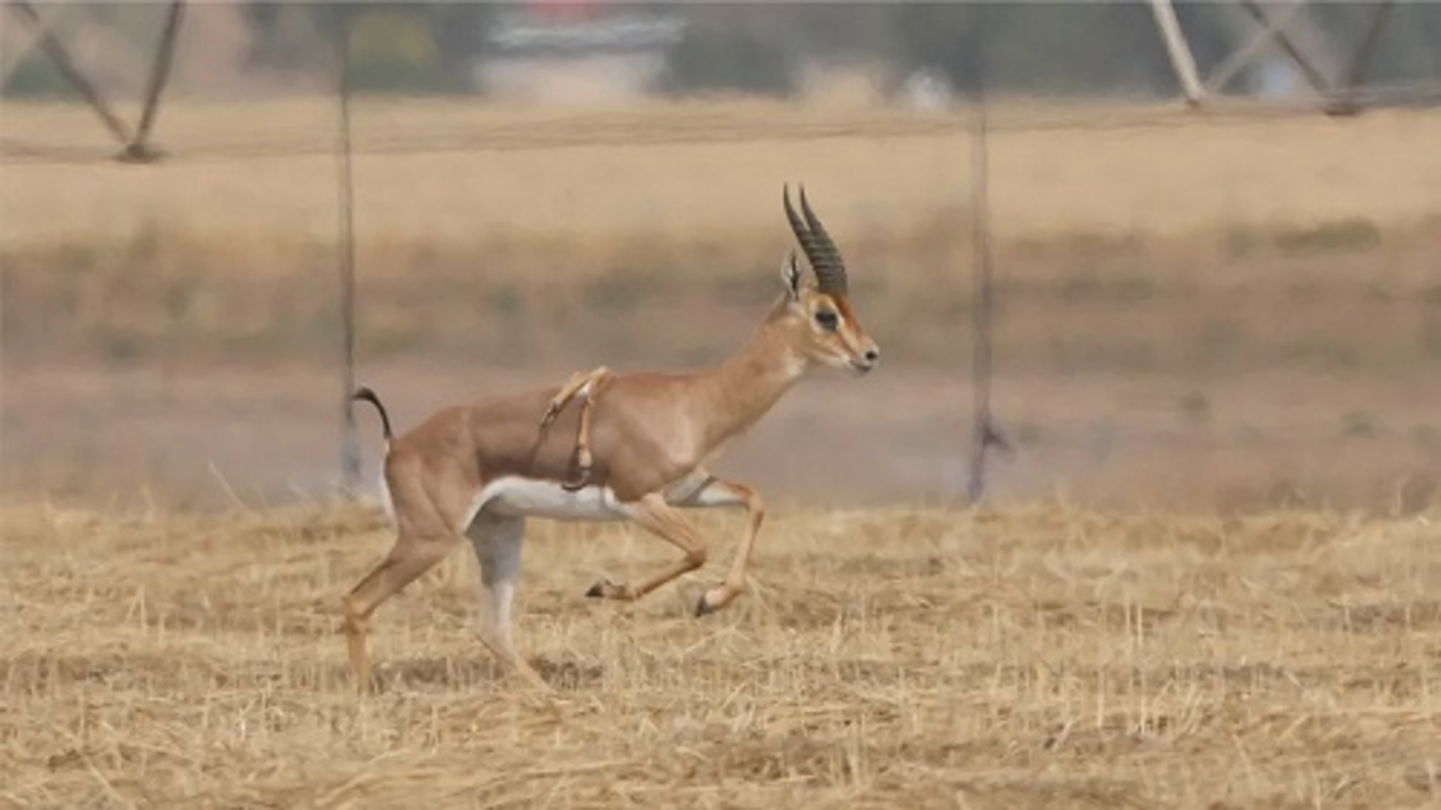 Normalmente tienen cuatro patas, pero esta gacela con seis es un animal único en la naturaleza