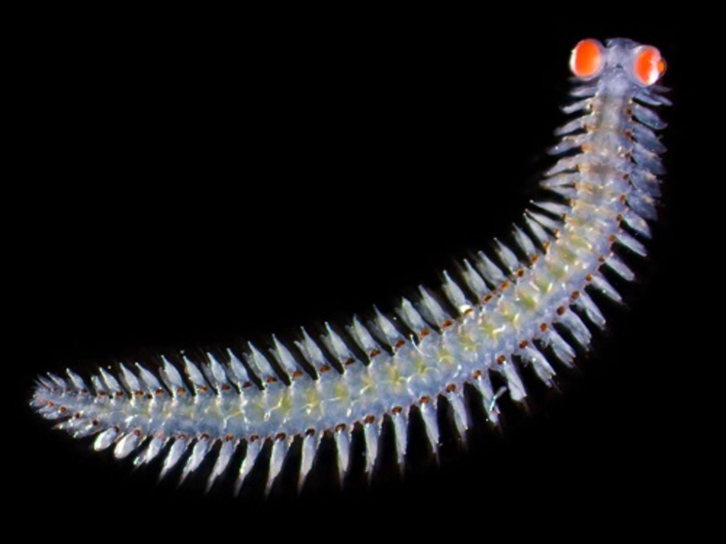 Es uno de los gusanos más extraños que viven en el mar: sus ojos pesan más que el resto de su cabeza