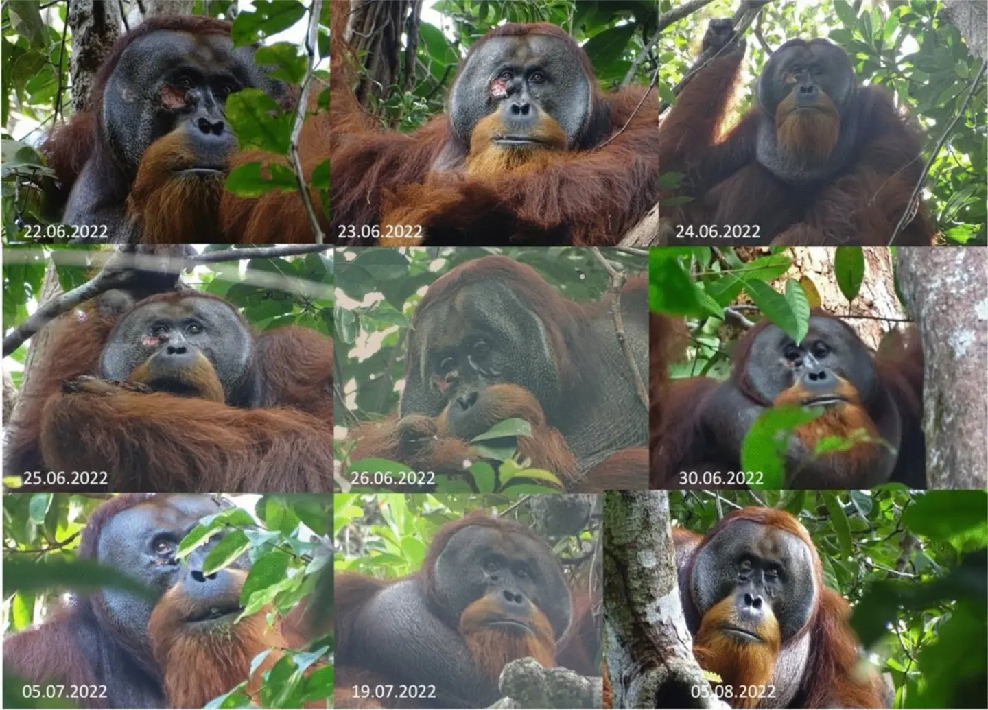 Imagen completa del proceso de curación del orangután Rakus