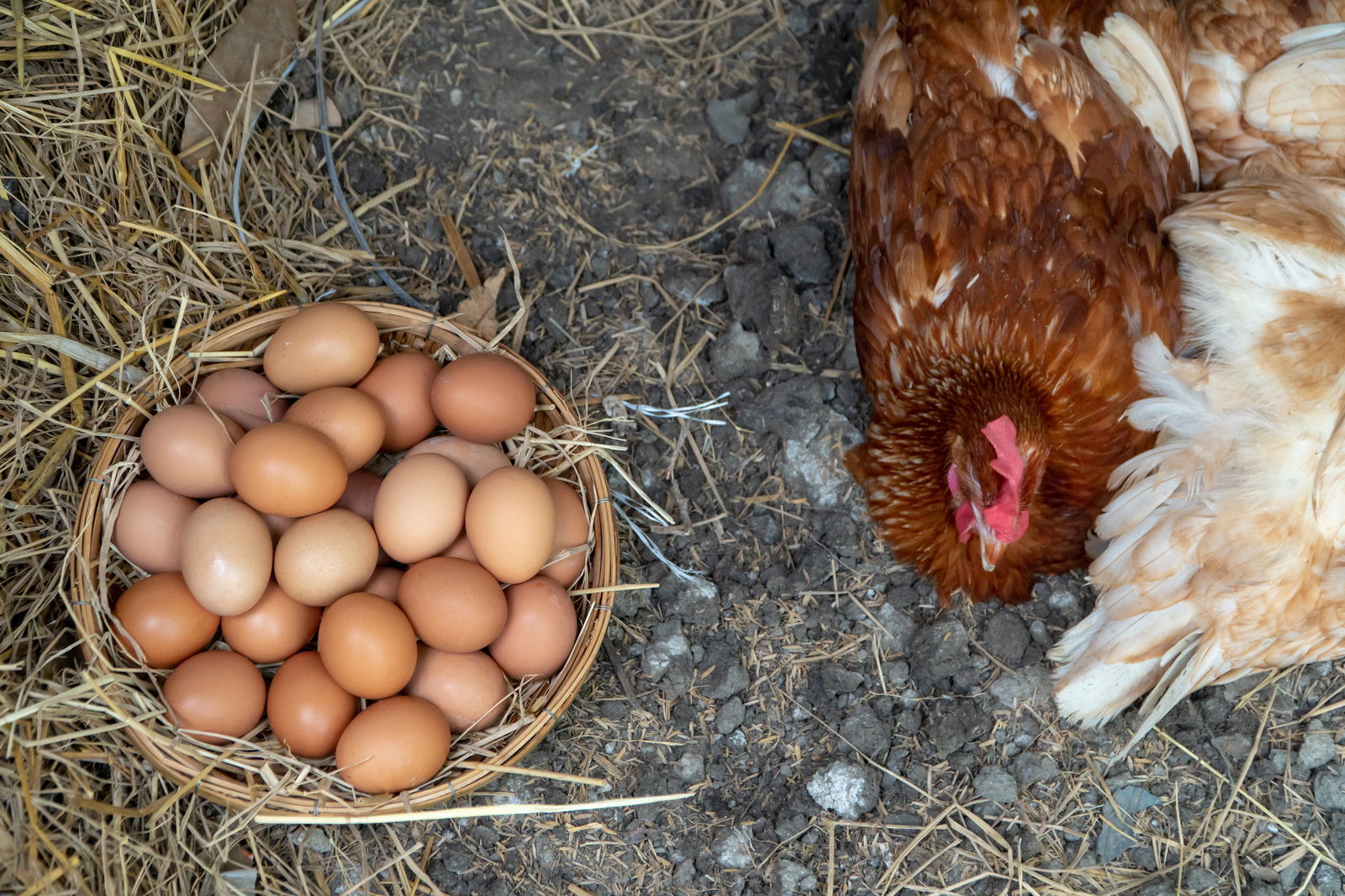 Qué fue primero, ¿el huevo o la gallina? Explicación sencilla según la ...