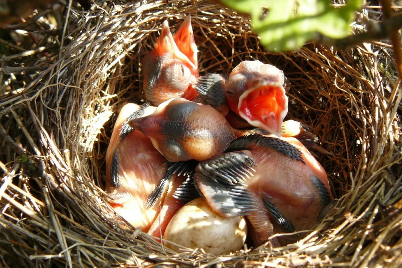 Qué fue primero el huevo o la gallina Explicación sencilla según la ciencia 5