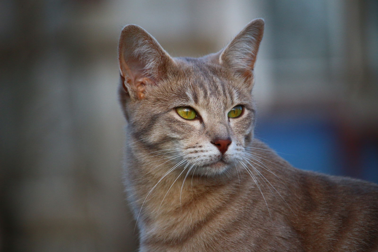 20 razas de gato que no fueron creadas por el hombre 1