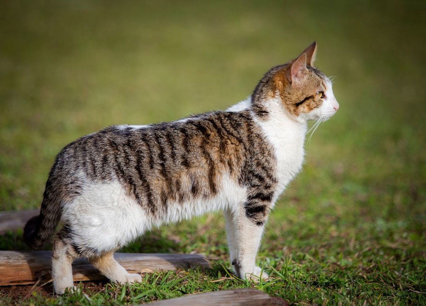 20 razas de gato que no fueron creadas por el hombre 3