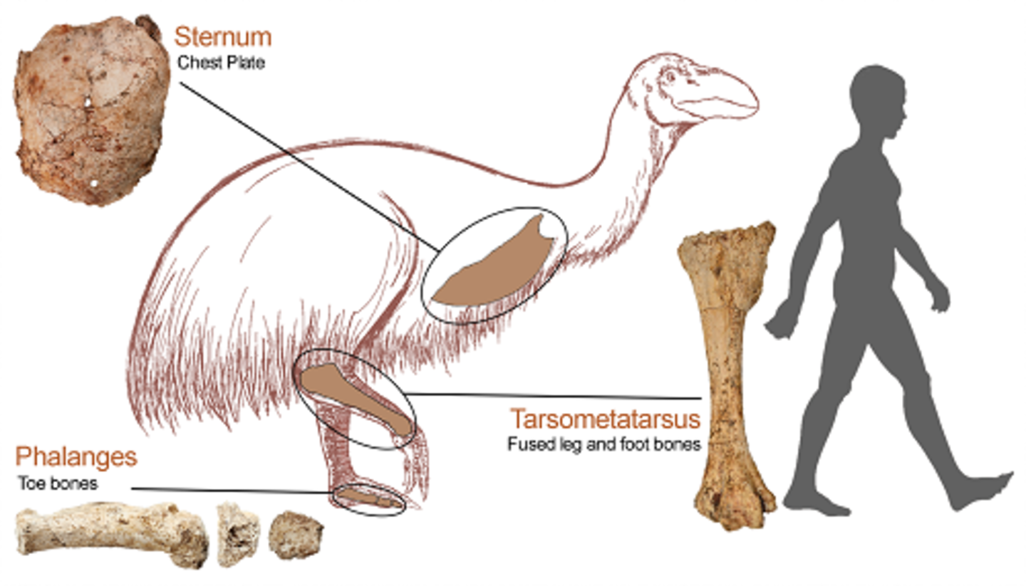 La fauna de Australia cuenta con un nuevo monstruo: un ganso gigante que pesaba más de 200 kilos