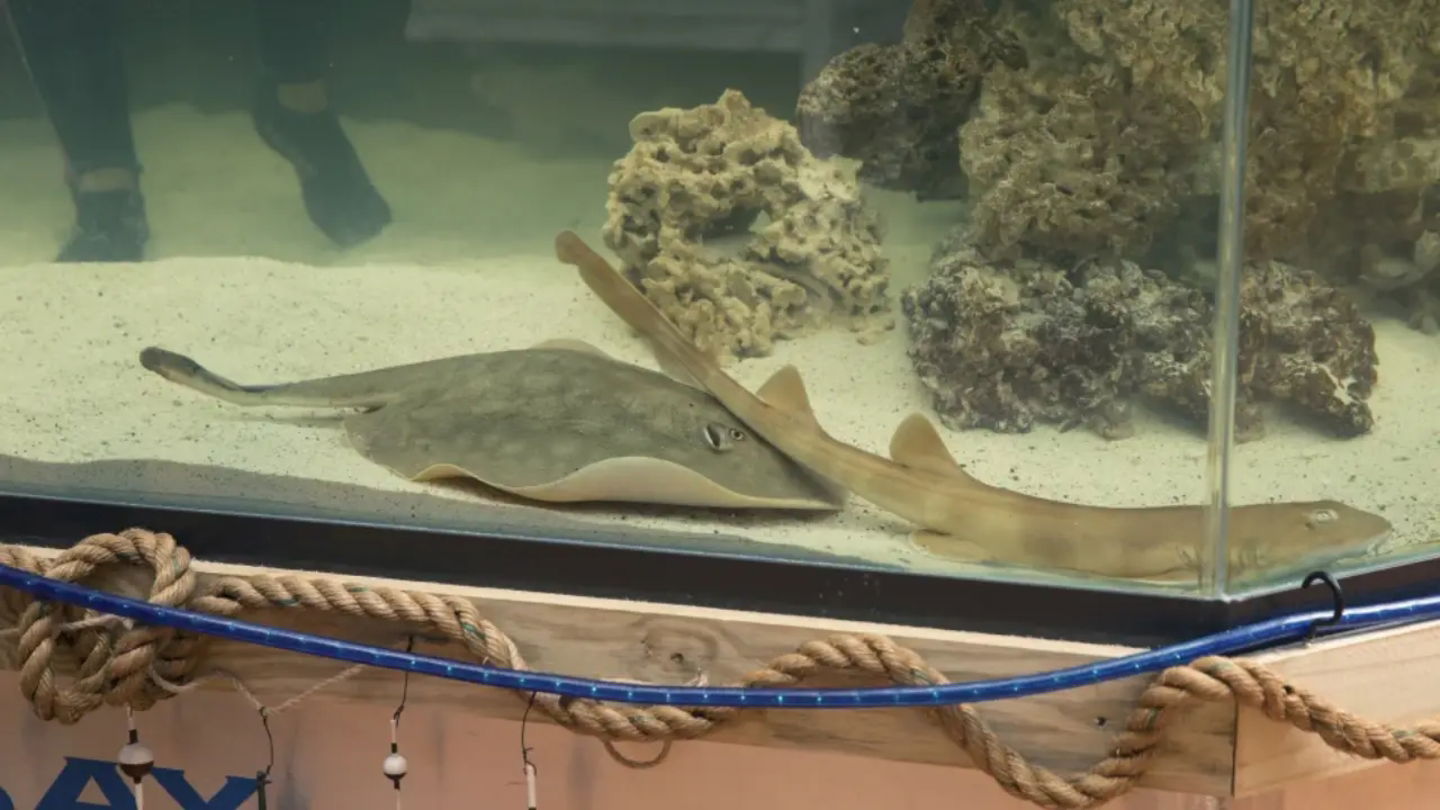 Imagen de archivo de la mantarraya Charlotte