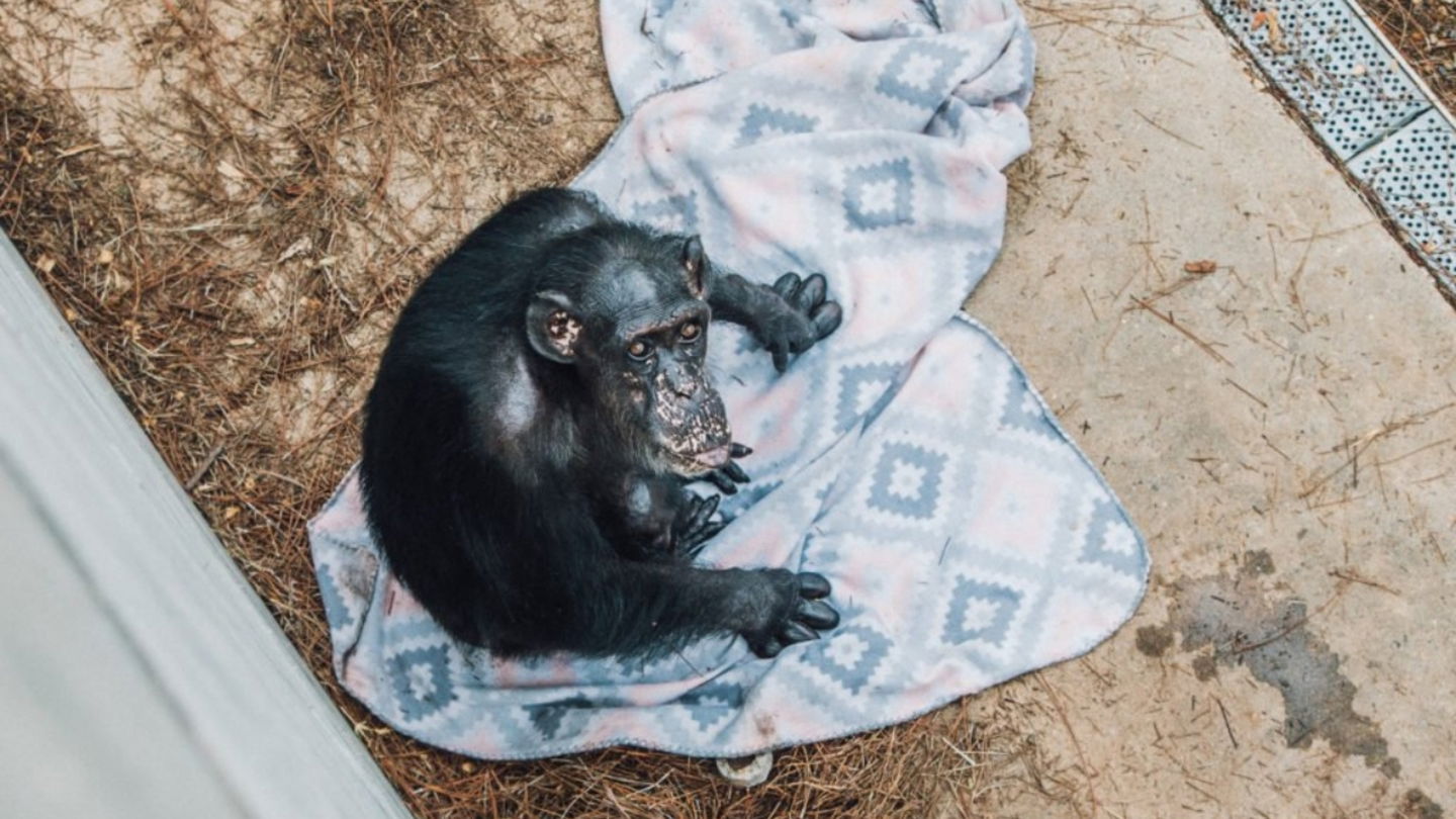 Imagen de archivo de Sarah, la chimpancé que trabajó con David y Ann James Premark