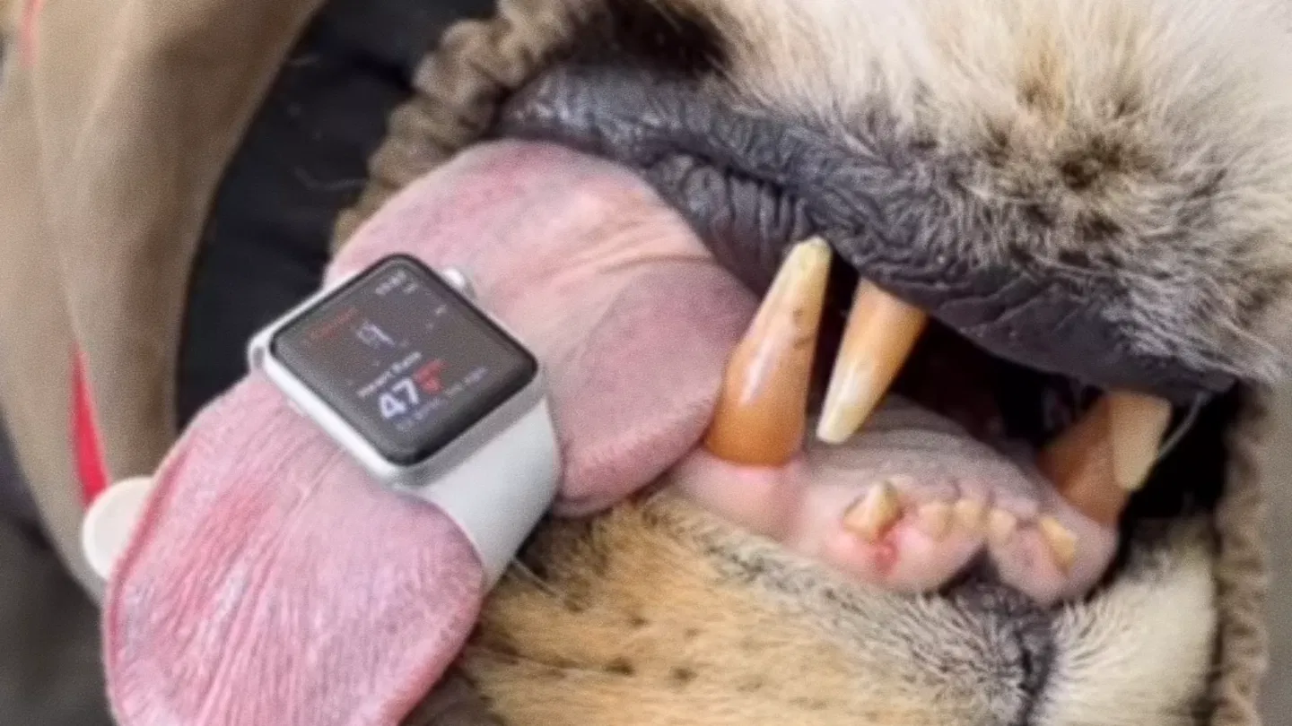 Imagen de un Apple Watch colocado alrededor de la lengua de un león