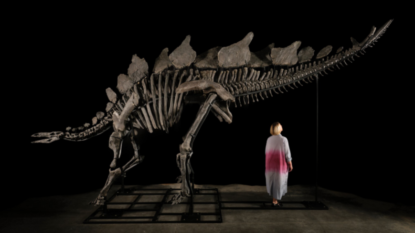 Imagen del esqueleto reconstruido del estegosaurio conocido como 'Apex'