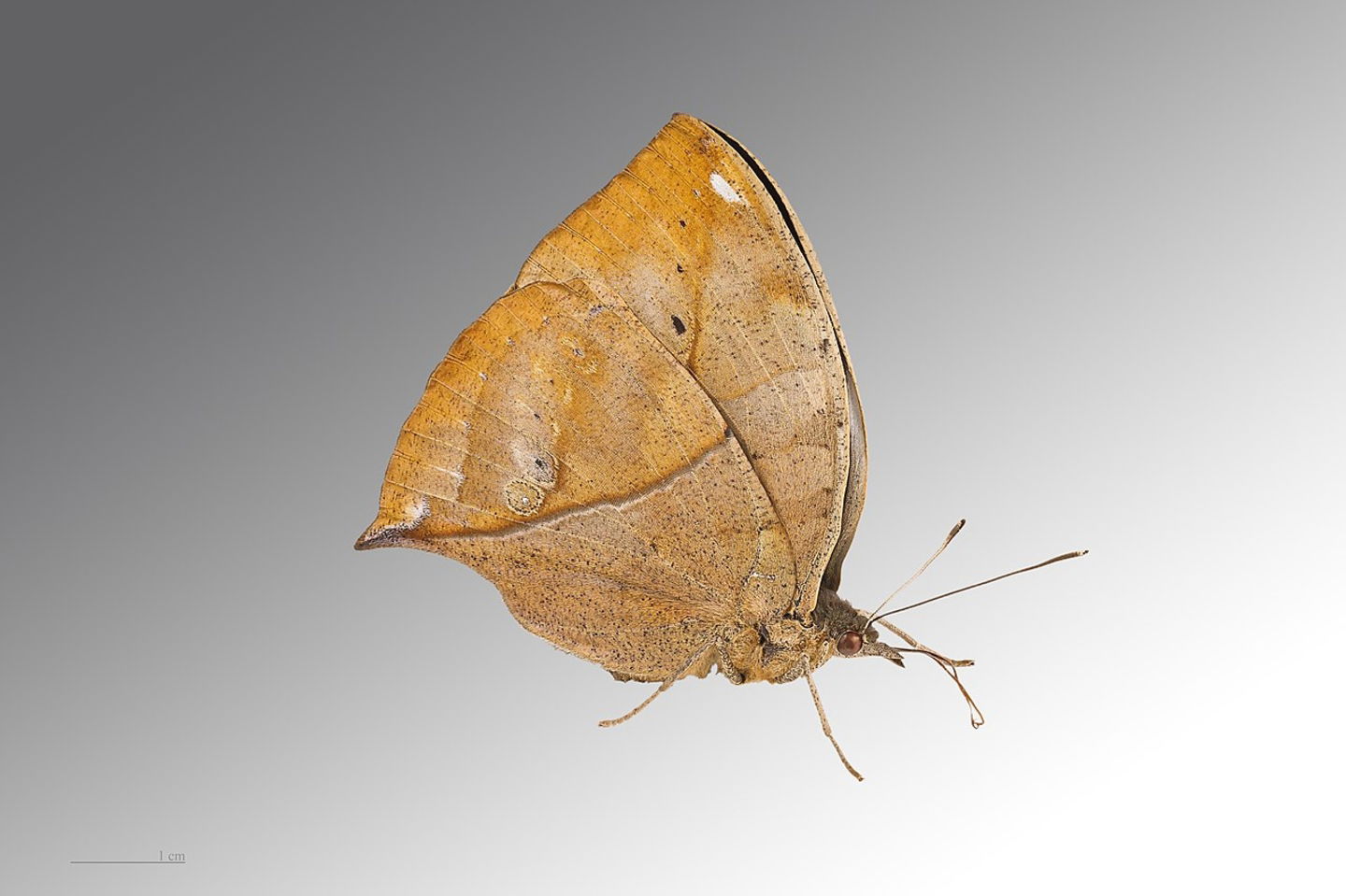 las-5-especies-de-mariposas-mas-raras-que-existen-en-el-planeta