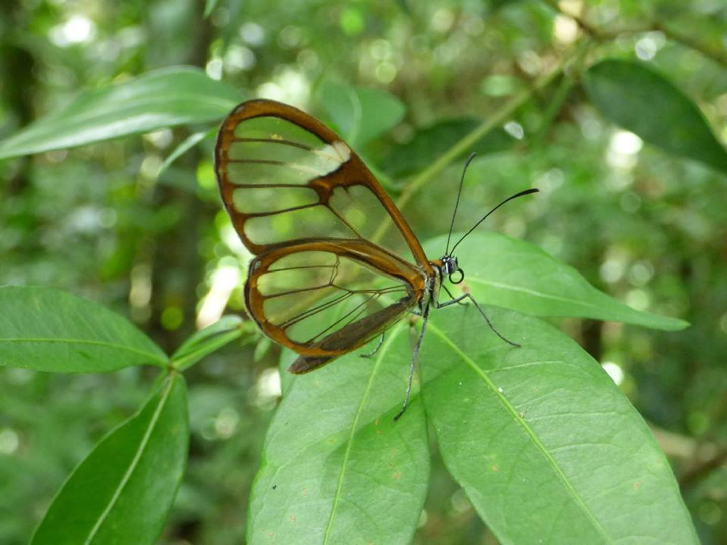 Las 5 especies de mariposas más raras que existen en el planeta 5