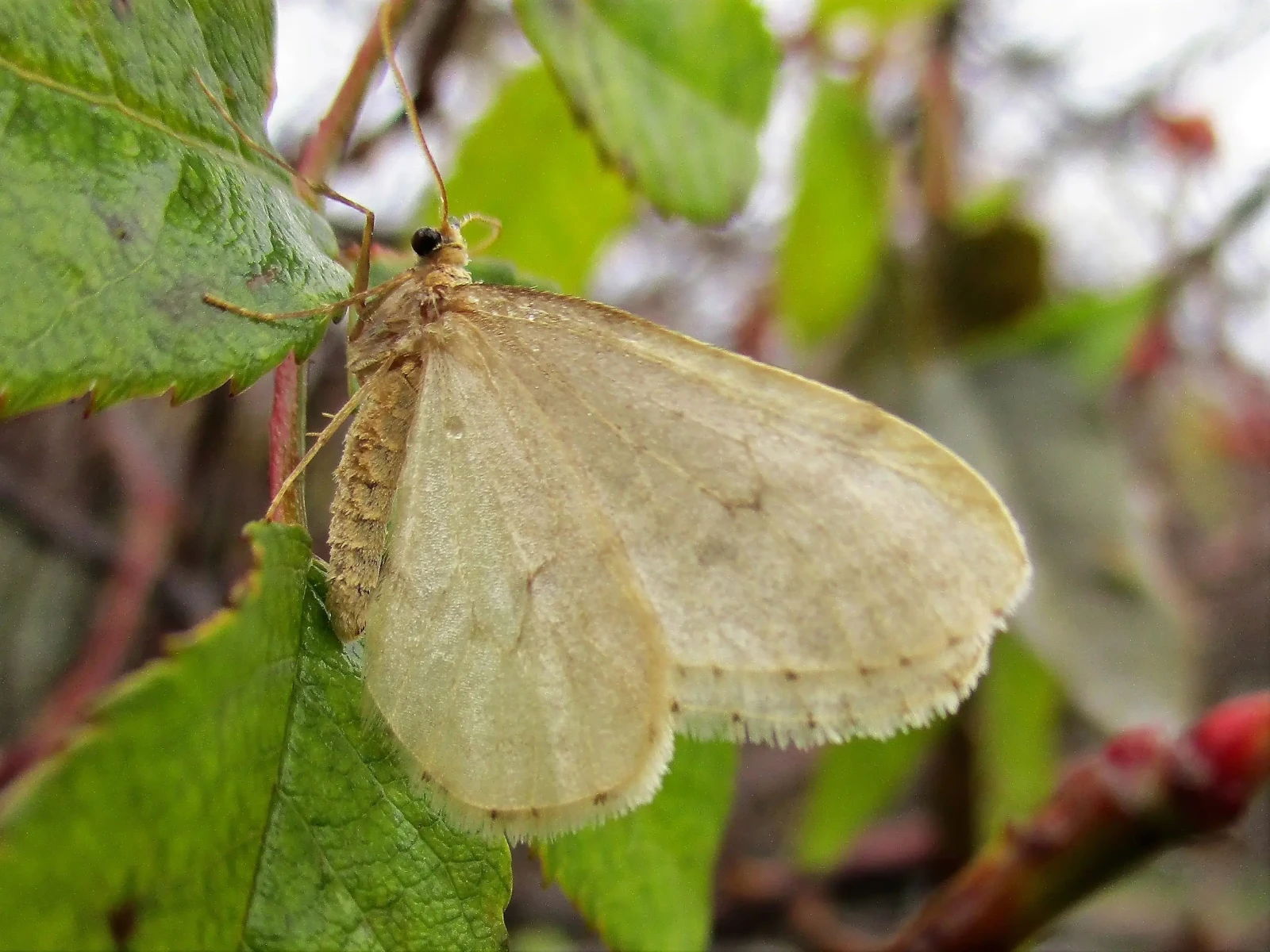 Las 5 especies de mariposas más raras que existen en el planeta