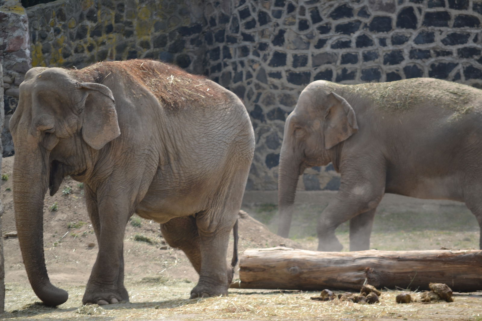 Los 10 animales terrestres más grandes que existen 3