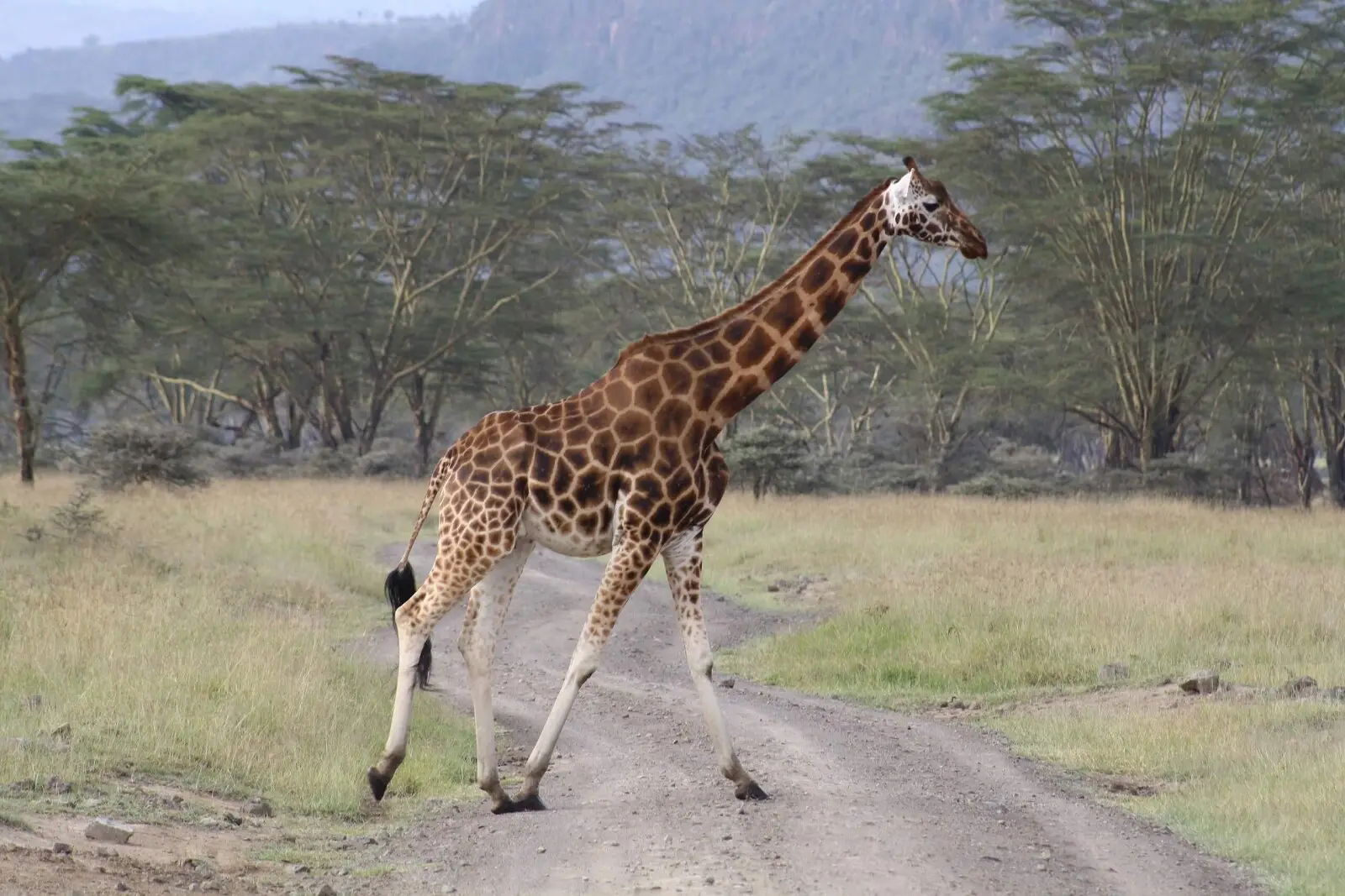 Los 10 animales terrestres más grandes que existen 3