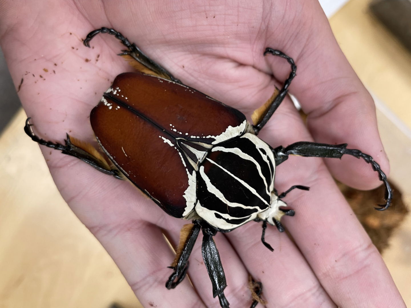 Los 10 insectos más grandes que existen ahora mismo hasta 64 centímetros 2