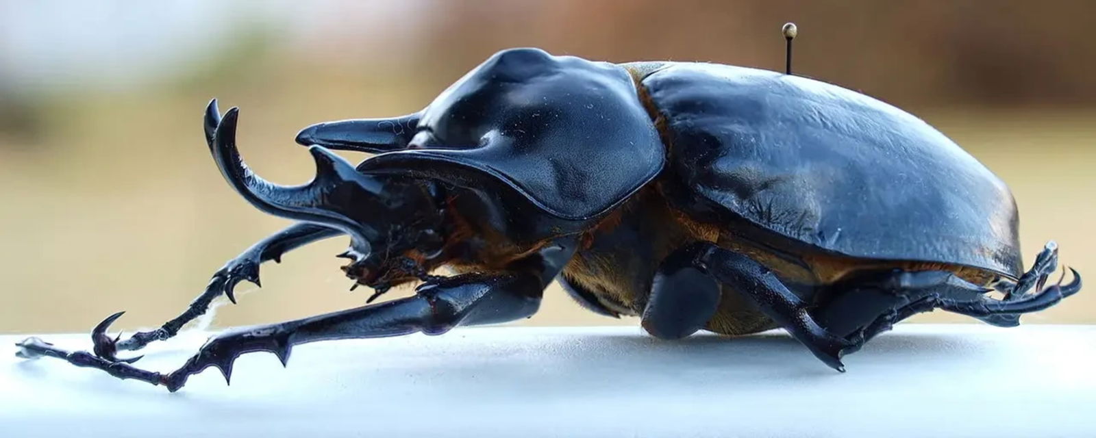Los 10 insectos más grandes que existen ahora mismo hasta 64 centímetros 2