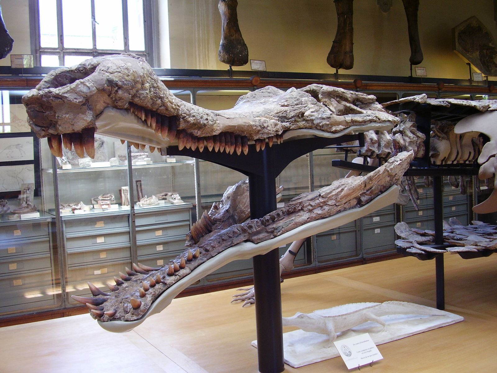 que-le-paso-al-sarcosuchus-el-gigantesco-cocodrilo-de-12-metros-que-se-extinguio-hace-100-millones-de-anos