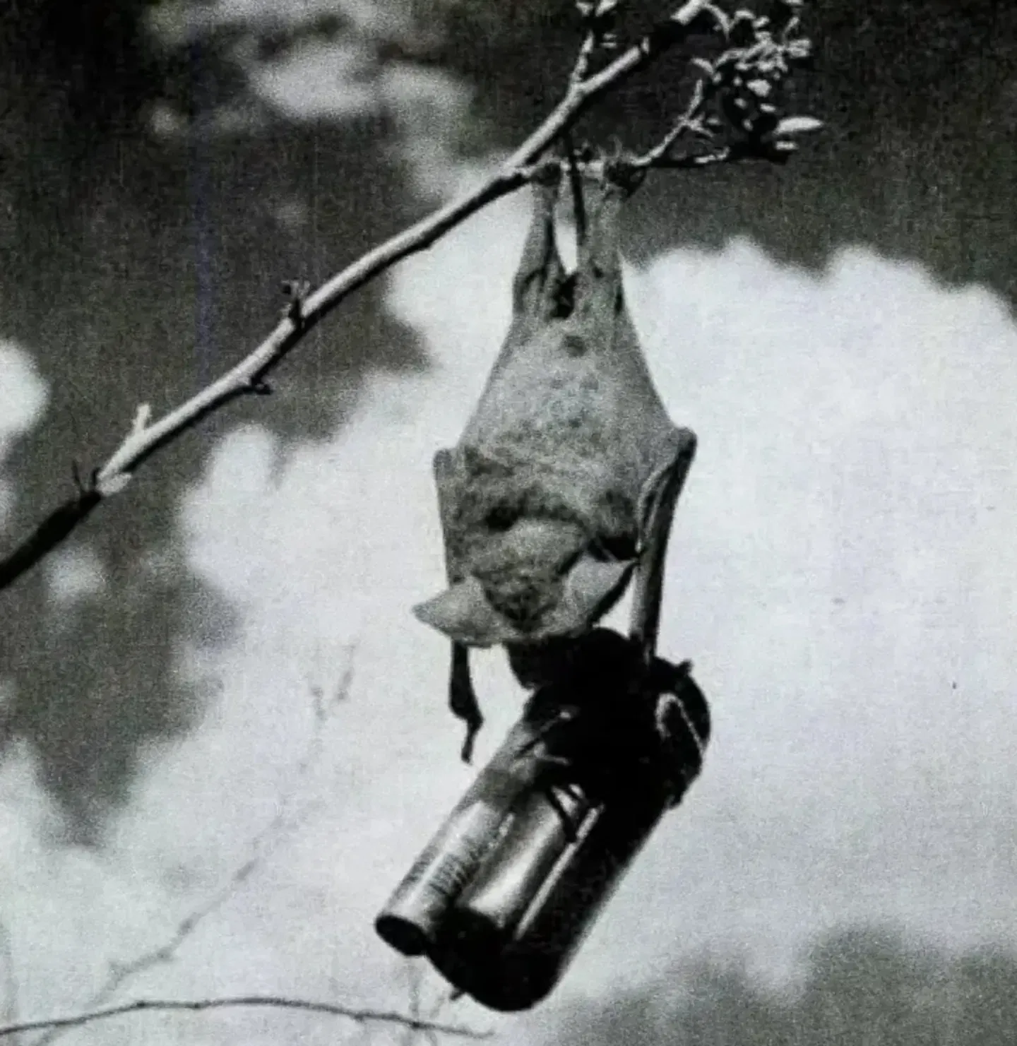 Imagen de archivo de un murciélago sujetando una bomba