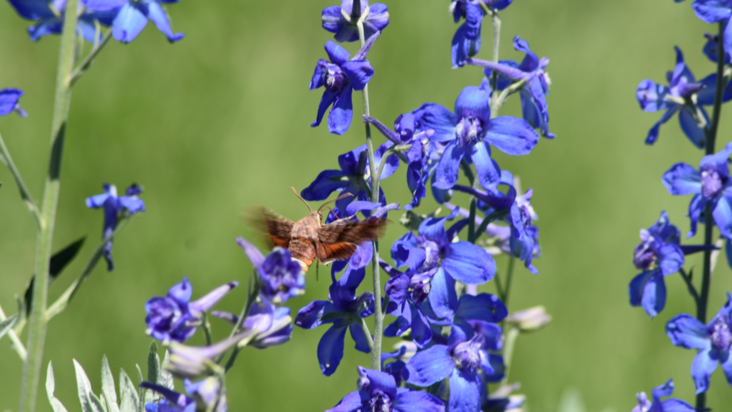 Imagen de flores del género Delphinium