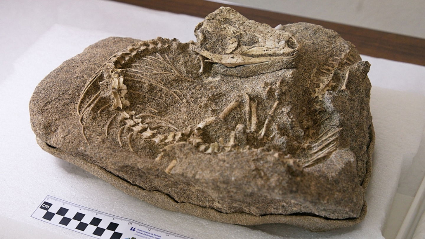 Imagen del ejemplar de lagarto hallado por investigadores de la Universidad de La Laguna