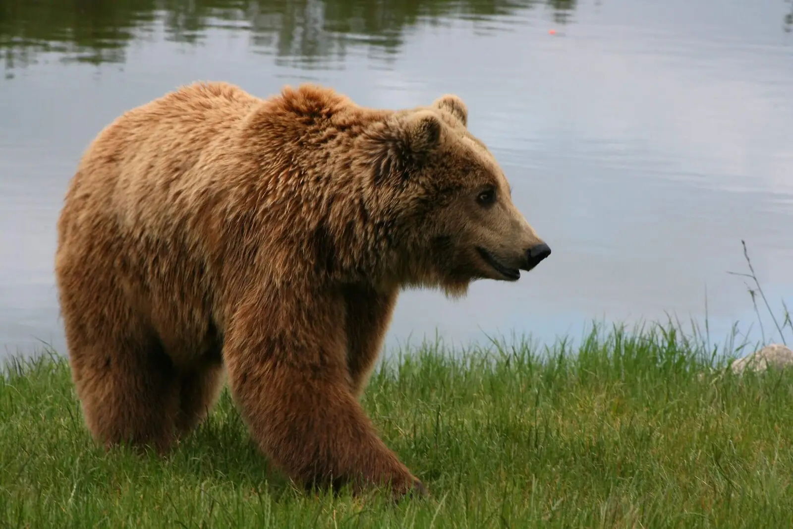 Los 6 animales más peligrosos que viven en España 3