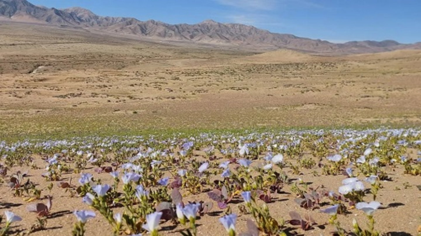 Es el paisaje más seco de la Tierra, pero ahora se ha recubierto de flores tras 10 años sin agua