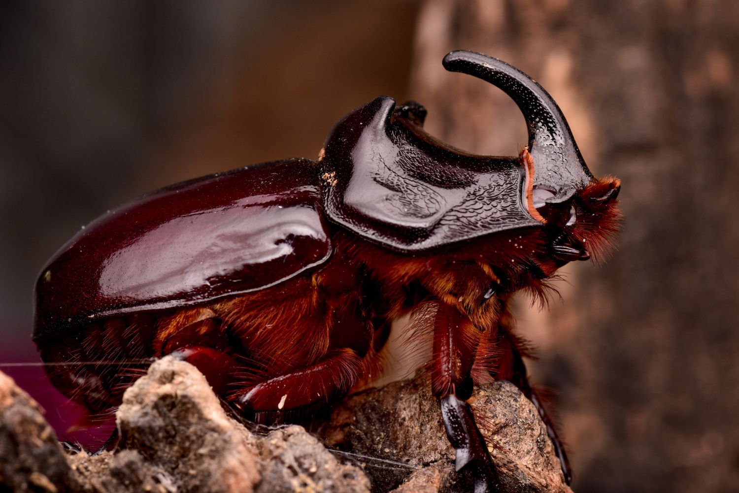 10 animales que hacen la metamorfosis más allá de las mariposas y las ranas 1