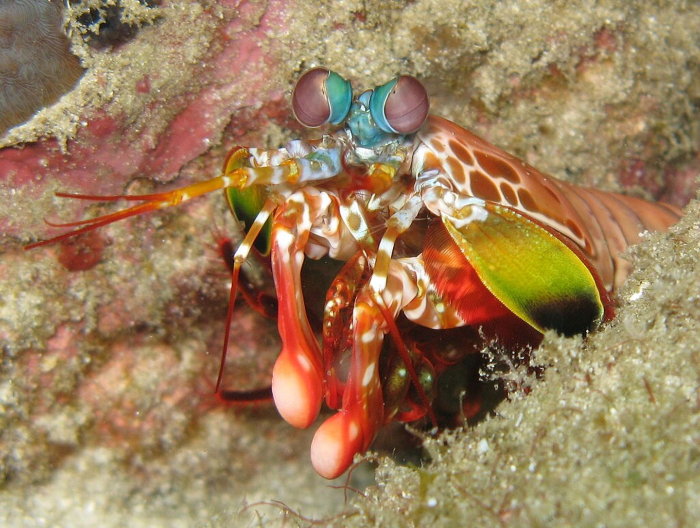 10 animales que hacen la metamorfosis más allá de las mariposas y las ranas 3