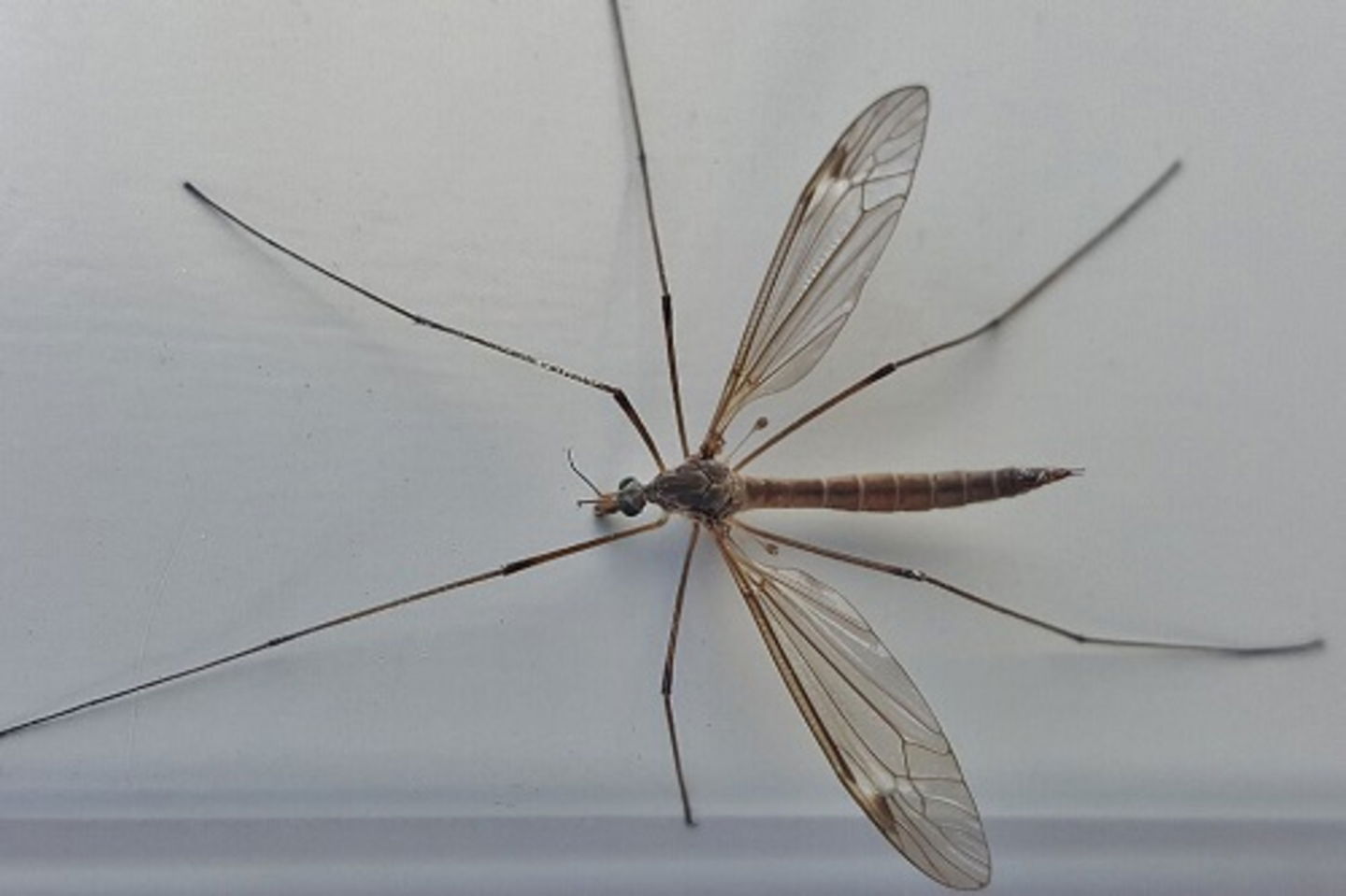 Parecen mosquitos gigantes, pero no tienen nada que ver con ellos. Te contamos por qué debes protegerlos