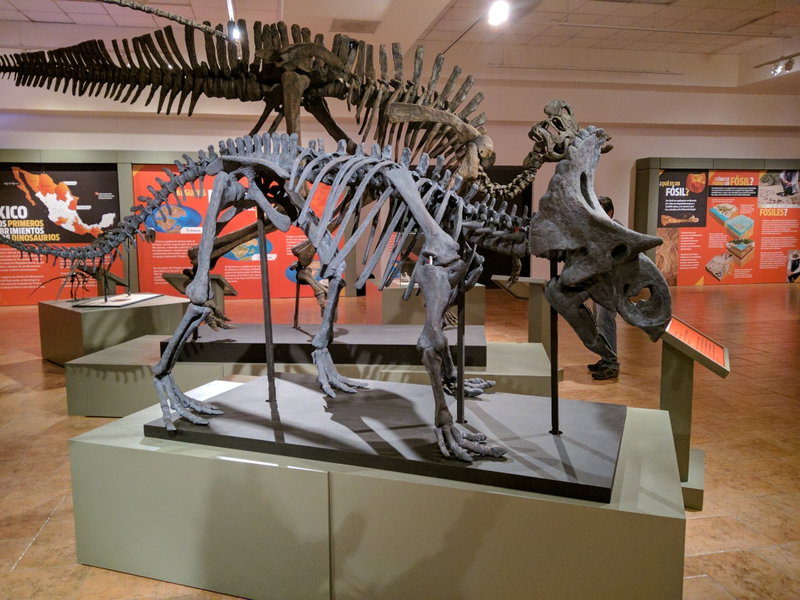 Cuáles son los fósiles de dinosaurios más grandes del mundo y dónde están