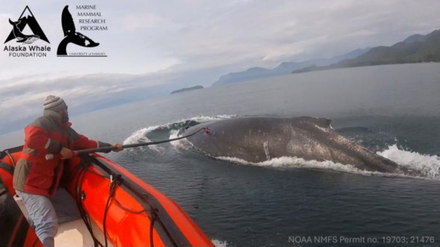 Imagen de uno de los investigadores colocando una etiqueta en una ballena jorobada