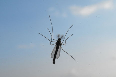 Este invento puede cazar mosquitos usando rayos láser e inteligencia artificial