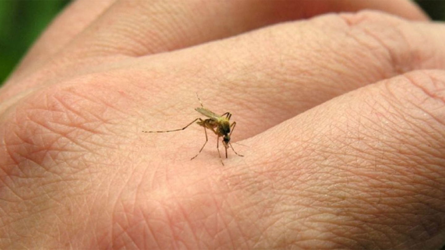 Una picadura de mosquito en la mano